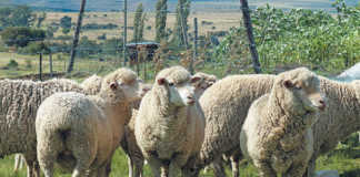 Stock thieves slaughter 30 sheep on Mpumalanga farm