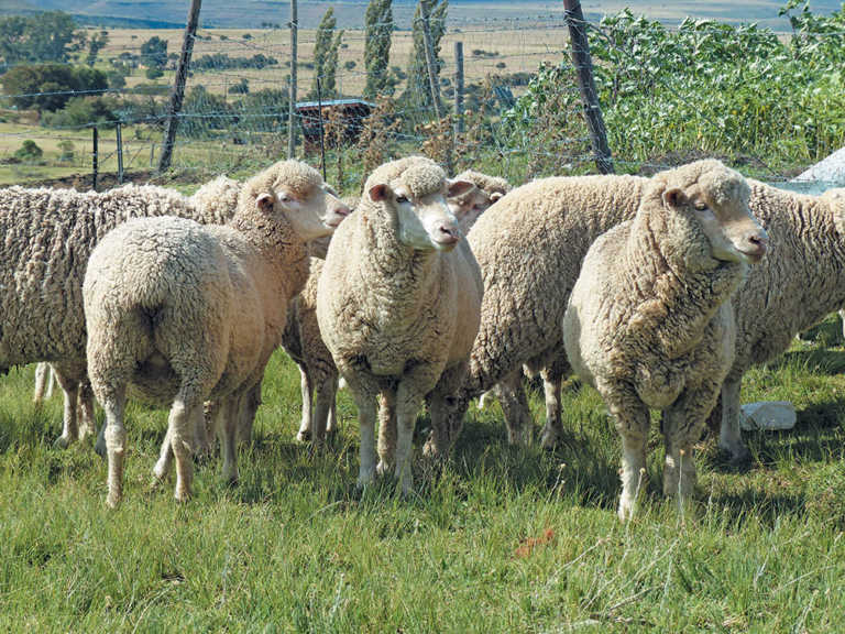 Stock thieves slaughter 30 sheep on Mpumalanga farm