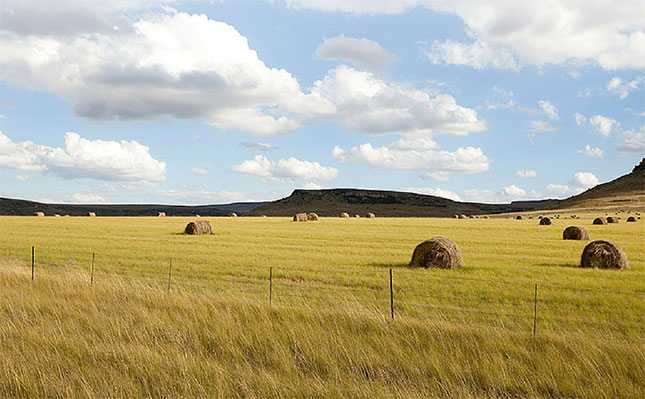 New Year’s messages from agri leaders