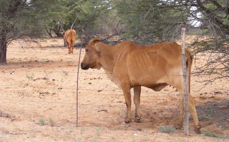 ‘Drought keeps taking a toll on SA farmers’ ‘Drought keeps taking a toll on SA farmers’