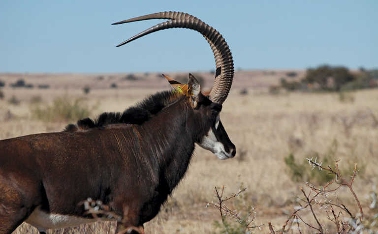 A practical software solution for wildlife data management A practical software solution for wildlife data management