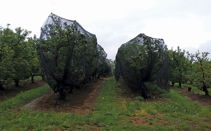 New net solution to protect fruit from sunburn