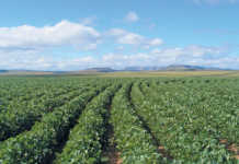 Soya bean crop