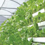A hydroponic farm