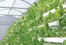 A hydroponic farm