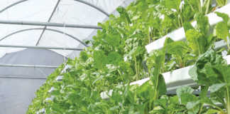 A hydroponic farm