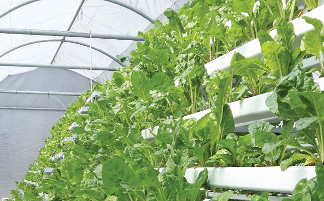 City rooftops: the next frontier for farming