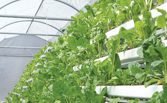 City rooftops: the next frontier for farming City rooftops: the next frontier for farming