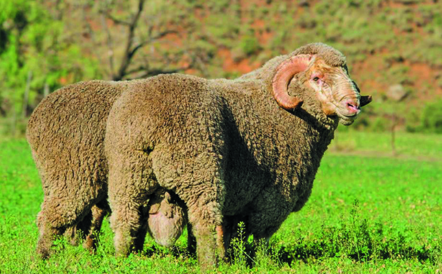 Foot-and-mouth disease hampers hide and skin exports Foot-and-mouth disease hampers hide and skin exports