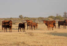 Bonsmara cattle