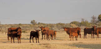 Bonsmara cattle