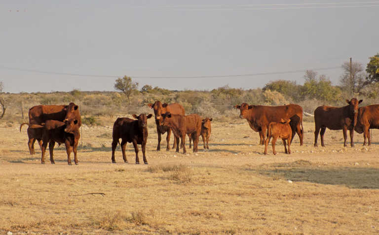 Bonsmaras bring success for small-scale farming couple Bonsmaras bring success for small-scale farming couple