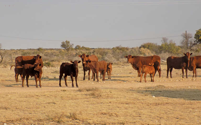 Bonsmaras bring success for small-scale farming couple