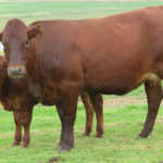 National Bonsmara Female Sale in 2018.
