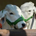Brahman-cattle-show-supplied