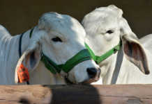 Brahman cattle