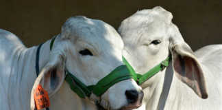 Brahman cattle