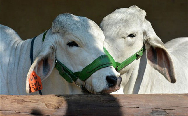Finding value in cattle shows in an era of modern breeding Finding value in cattle shows in an era of modern breeding