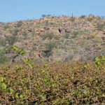 grape crop used for raisin production