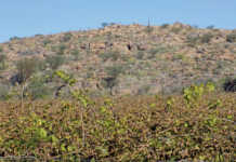 grape crop used for raisin production