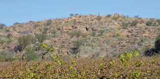 grape crop used for raisin production