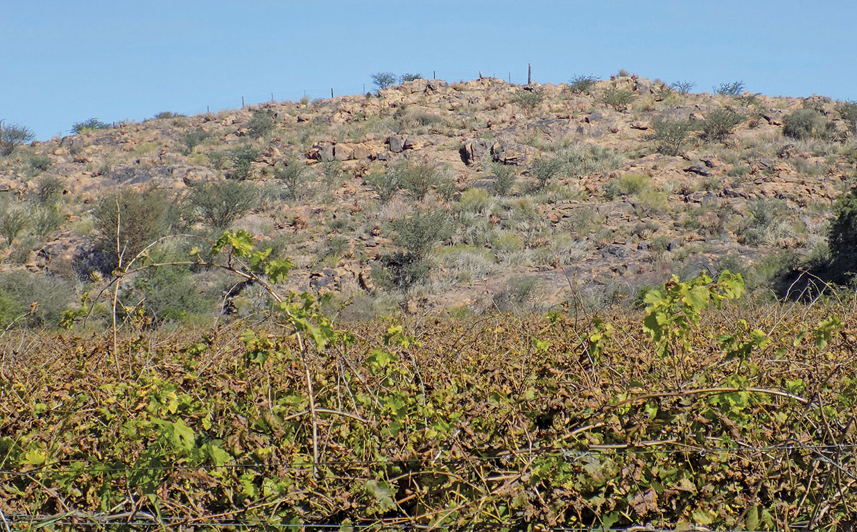 grape crop used for raisin production