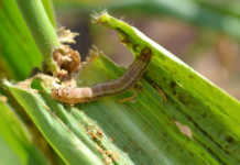 Fall armyworm