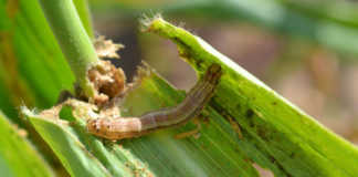 Fall armyworm