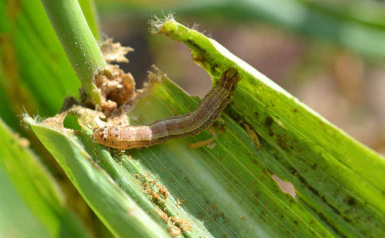 ‘Fall armyworm has Australia and Asia in its sights’