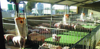 ‘Global pig industry to remain unpredictable in 2019’
