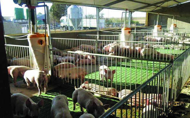 ‘Global pig industry to remain unpredictable in 2019’ ‘Global pig industry to remain unpredictable in 2019’