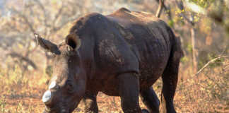 Latest rhino poaching statistics called into question