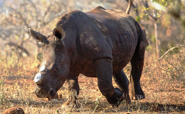 Latest rhino poaching statistics called into question