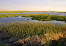 Saving our land: the importance of wetlands