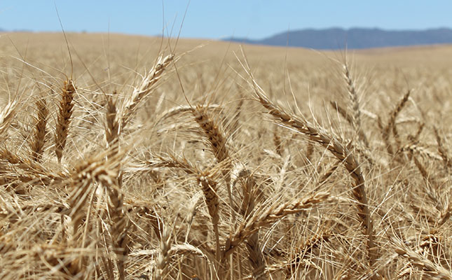US expert to evaluate grain location differential system US expert to evaluate grain location differential system