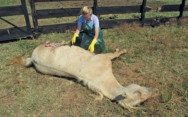 Better biosecurity needed to fight African horse sickness