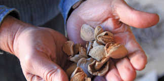 Almonds ready to be processed.