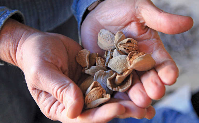 Almonds: High value, huge potential Almonds: High value, huge potential