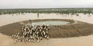 Queensland’s horror flood fallout