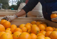 SA farmers need SAA-sized bailout