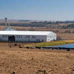 Mixed farming: key to livestock success for Free State farmer