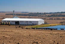 Mixed farming: key to livestock success for Free State farmer