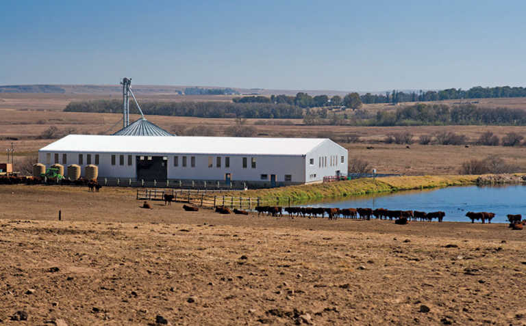 Mixed farming: key to livestock success for Free State farmer Mixed farming: key to livestock success for Free State farmer