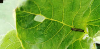 Drought mitigates fall armyworm damage
