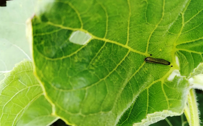 Drought mitigates fall armyworm damage