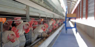 Frozen chicken meat imports hit record levels last year