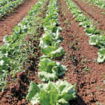 Quality and efficiency drive commercial lettuce production