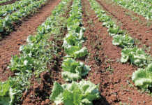 Quality and efficiency drive commercial lettuce production
