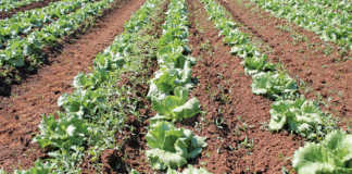 Quality and efficiency drive commercial lettuce production