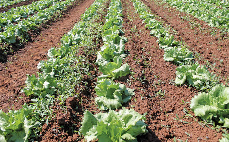 Quality and efficiency drive commercial lettuce production Quality and efficiency drive commercial lettuce production